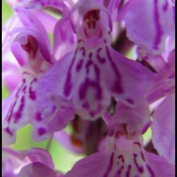 orchis tacheté-dactylorhiza maculata-orchidacée