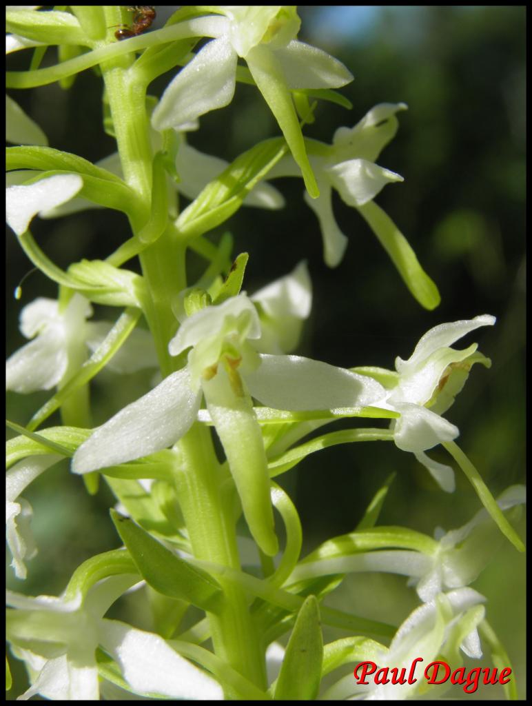 platanthère à 2 feuilles-platanthera bifolia-orchidacée