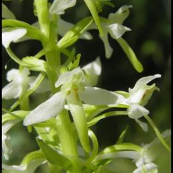 platanthère à 2 feuilles-platanthera bifolia-orchidacée