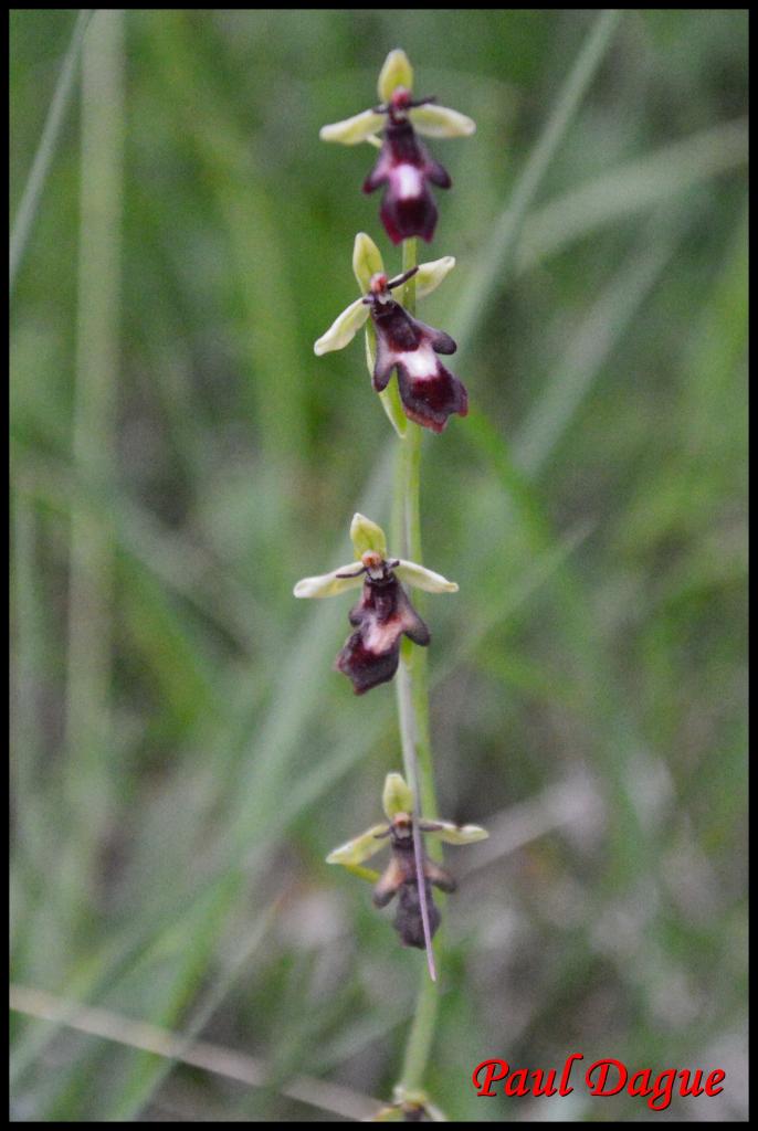 ophrys mouche-ophrys insectifera-orchidacée