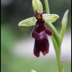 ophrys mouche-ophrys insectifera-orchidacée