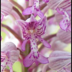 orchis militaire-orchis militaris-orchidacée