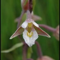 épipactis des marais-epipactis palustris -orchidacée