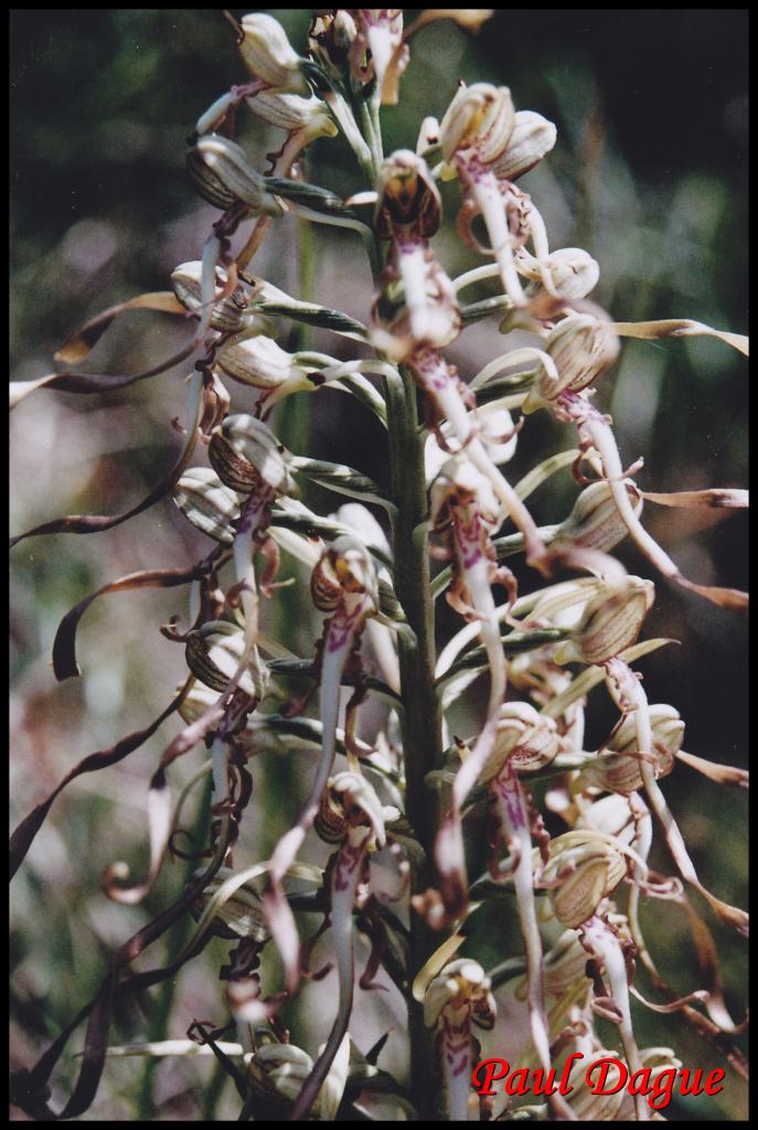 orchis à odeur de bouc-himantoglossum hircinum-orchidacée
