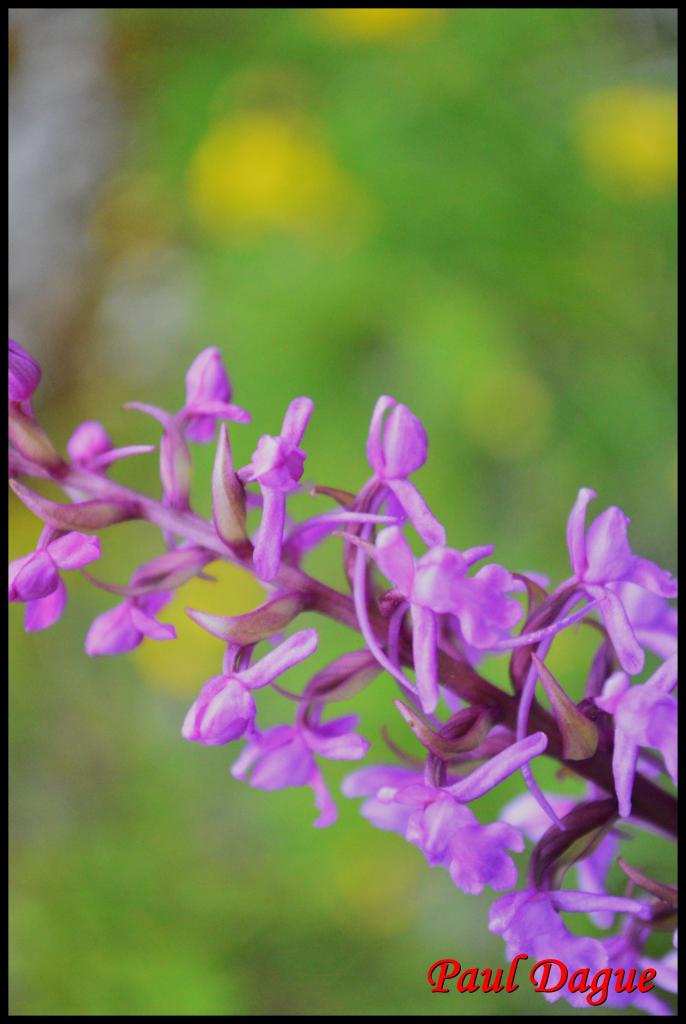 orchis moucheron-gymnadenia conopsea-orchidacée
