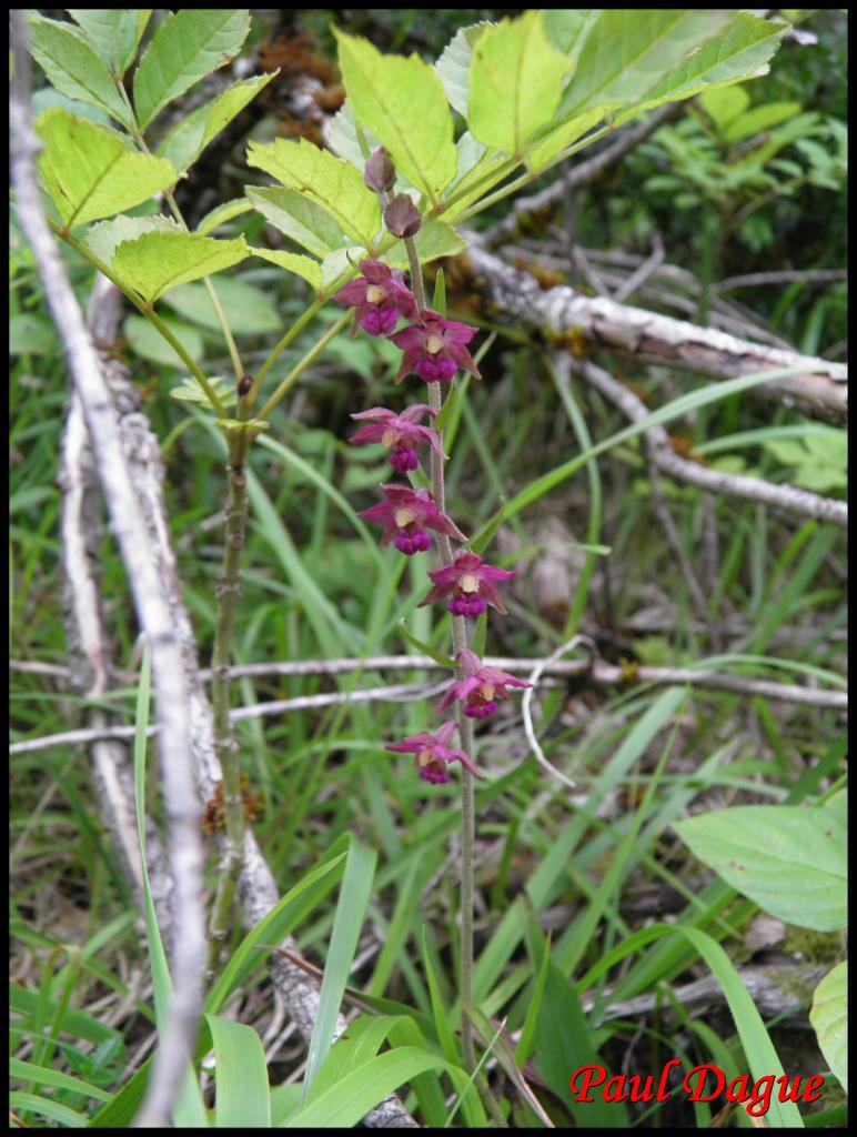 épipactis pourpre noirâtre-epipactis atrorubens-orchidacée