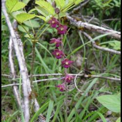 épipactis pourpre noirâtre-epipactis atrorubens-orchidacée