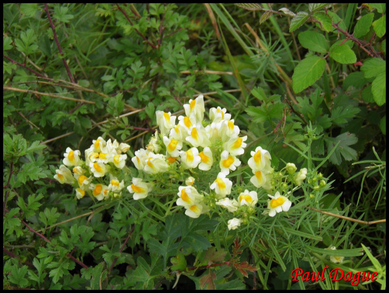 linaire commune-lineria vulgaris-scrophulariacée
