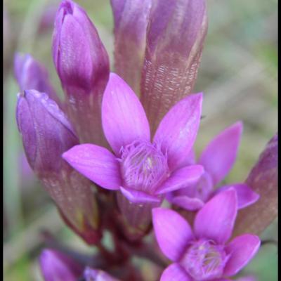 fleurs violettes à 5 pétales