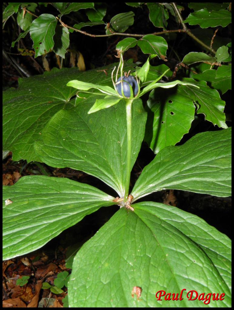 parisette à quatre feuilles-paris quadrifolia-liliacée