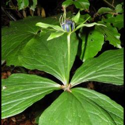 parisette à quatre feuilles-paris quadrifolia-liliacée
