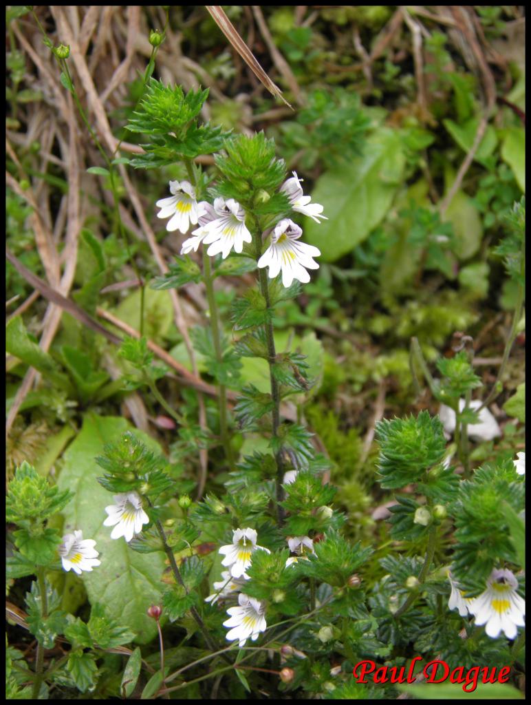 casse lunette-euphrasia officinalis-scrophulariacée