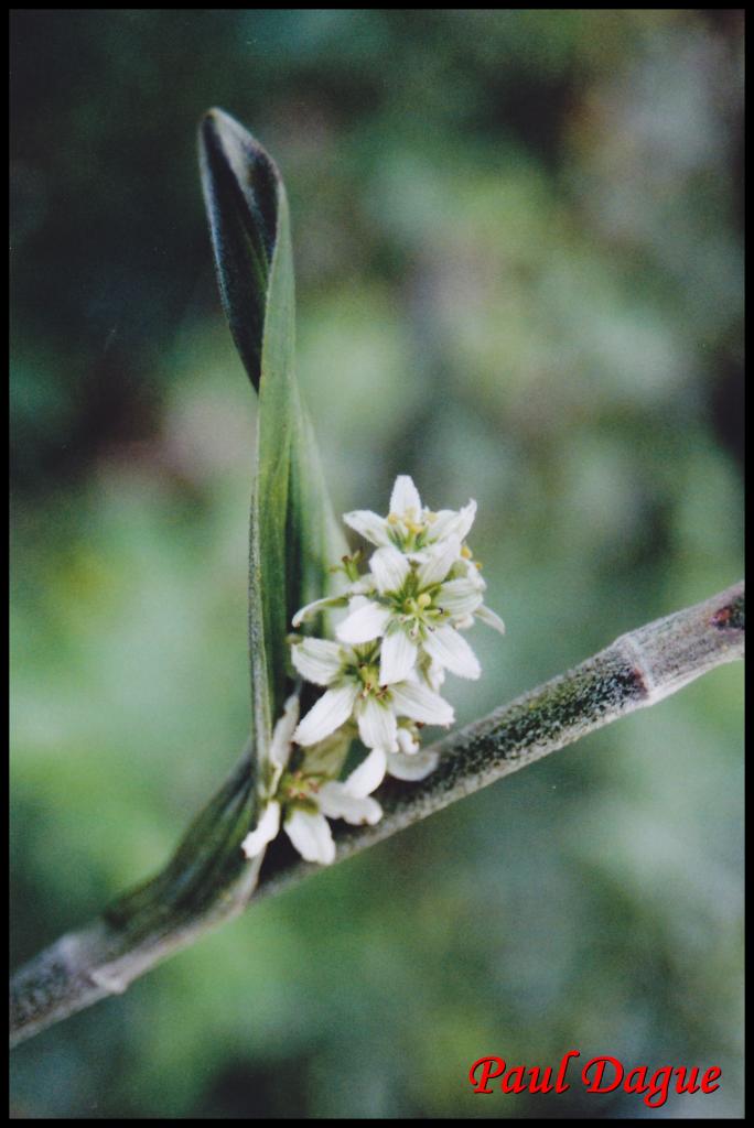 fleurs blanches à 6 pétales ou plus