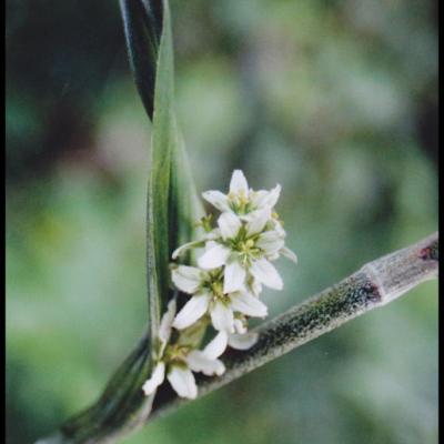 fleurs blanches à 6 pétales ou plus