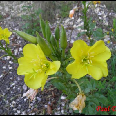 fleurs jaunes à 4 pétales ou moins