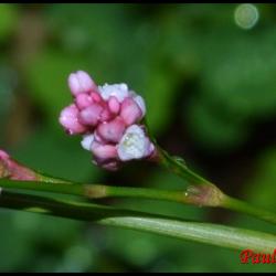 renouée persicaire-polygonum persicaria-polygonacée