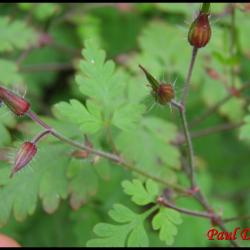 herbe à Robert-geranium robertianum-géraniacée