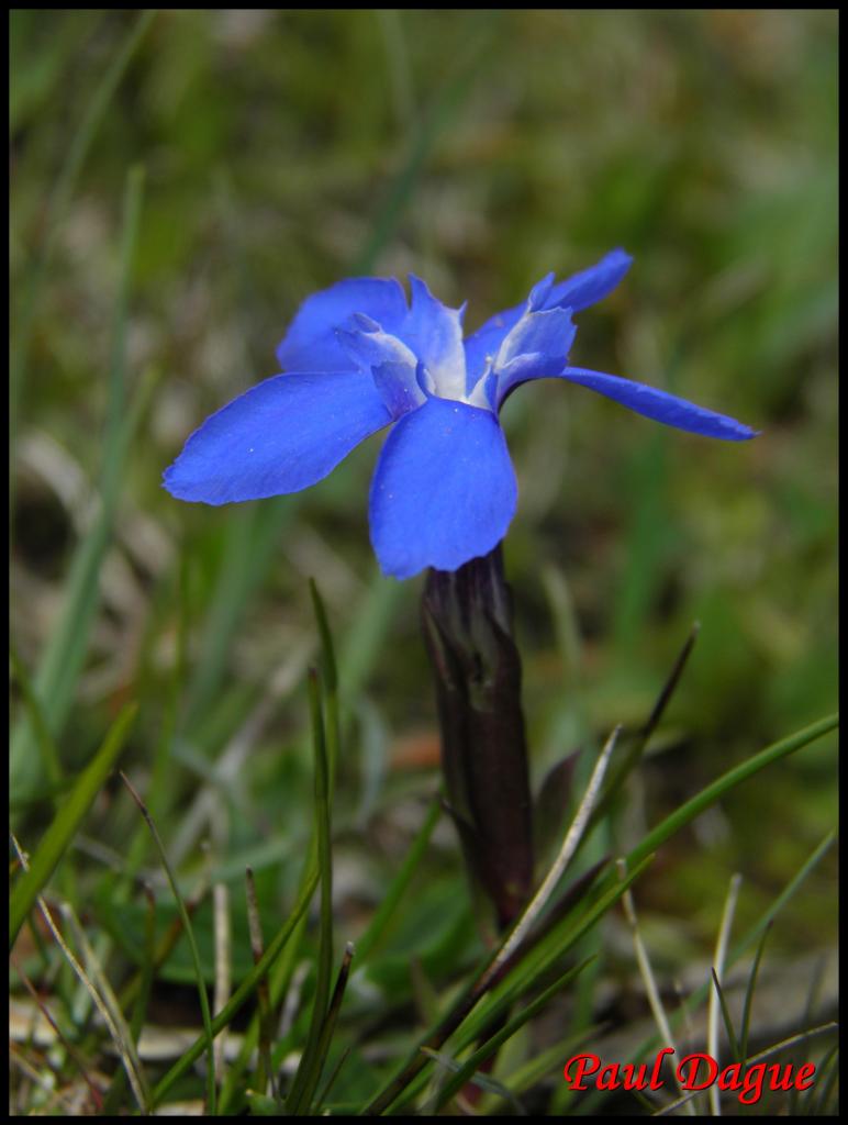 fleurs bleues à 5 pétales