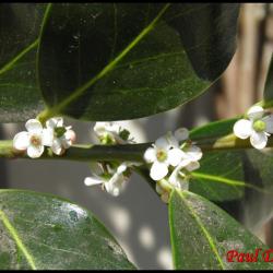 houx-ilex aquifolium-aquifoliacée