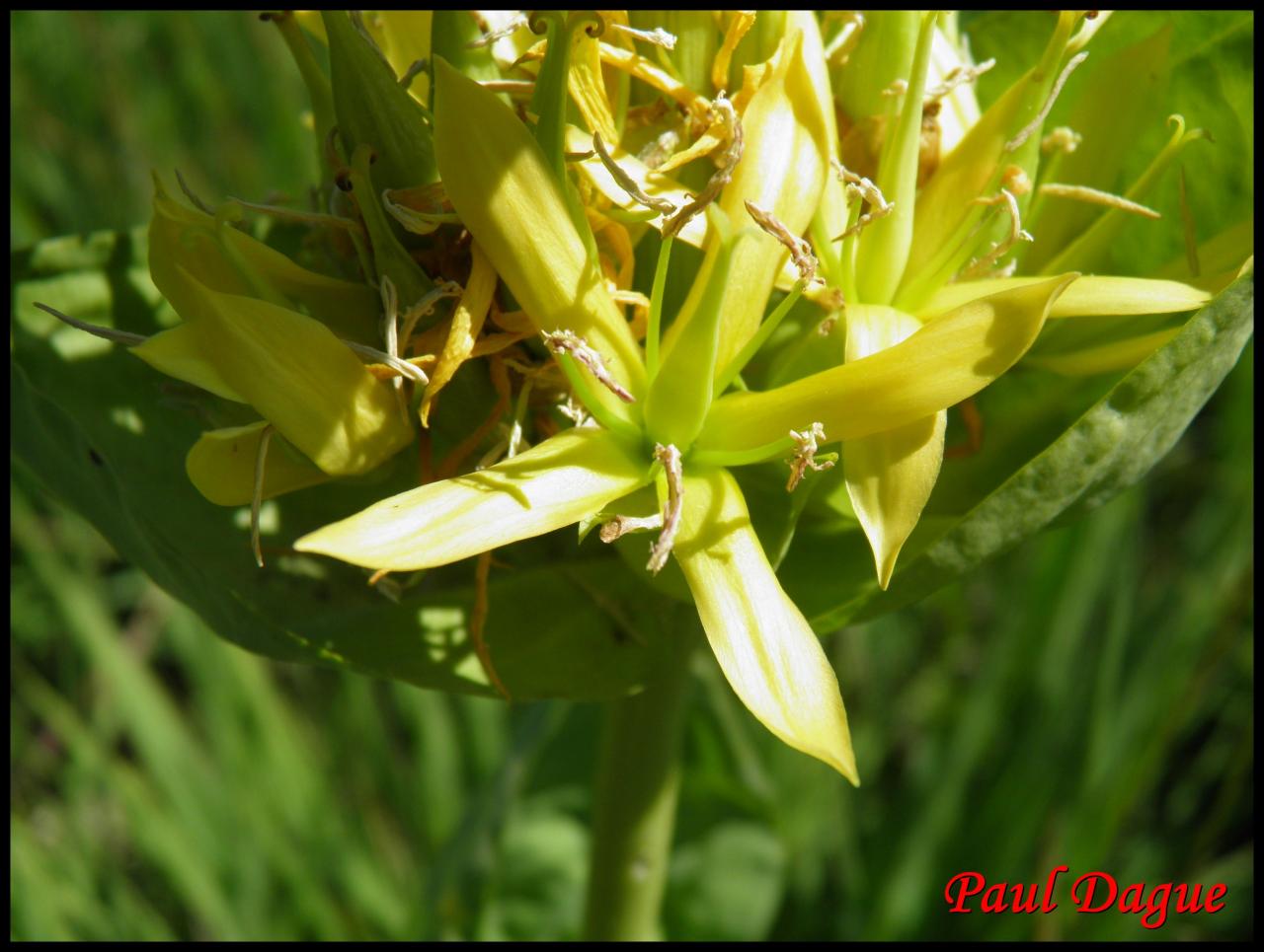 gentiane jaune-gentiana lutea-gentianacée