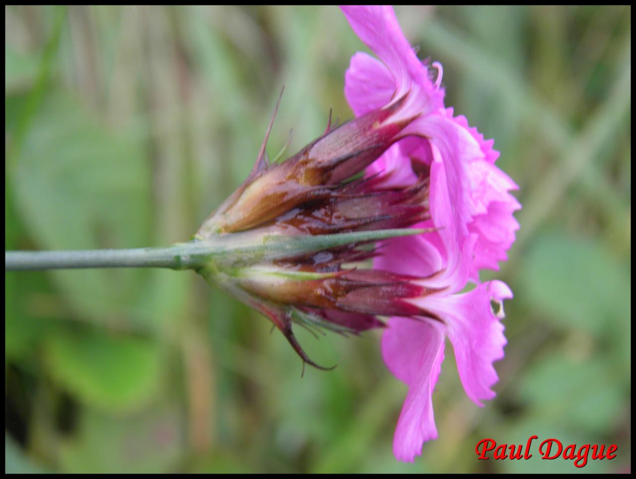 oeillet des chartreux-dianthus carthusianorum-caryophyllacée