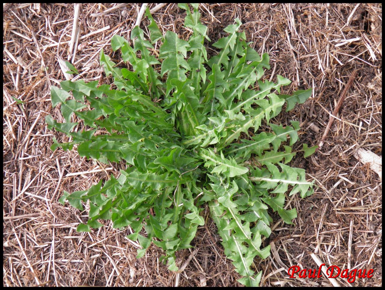 pissenlit officinal-taraxacum campylodes-astéracée