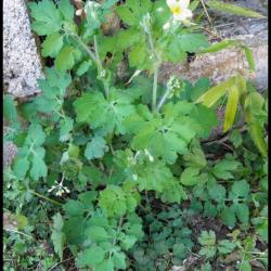 herbe aux verrues-chelidonium majus-papaveracée