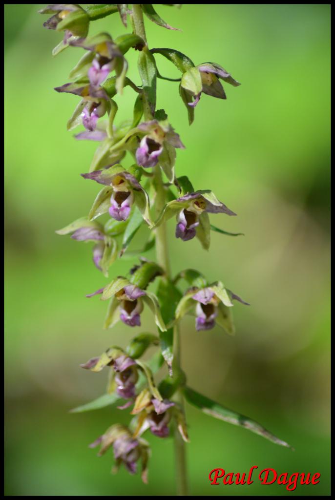 épipactis à larges feuilles-epipactis helleborine-orchidacée