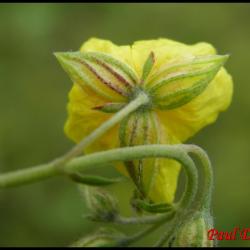 hélianthème sombre-helianthemum nummularium-cistacée