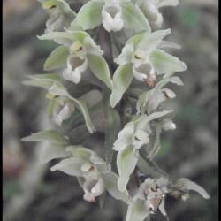 épipactis à feuilles écartées-epipactis distans-orchidacée