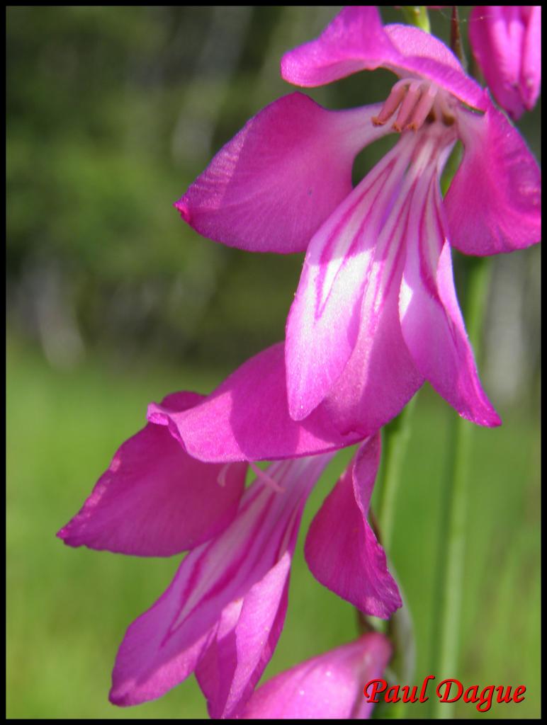 glaieul des marais-gladiolus palustris-iridacée