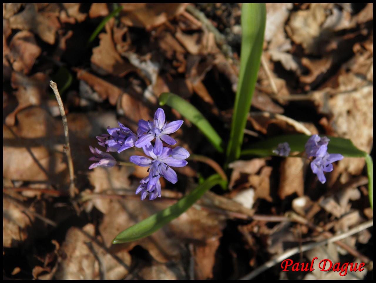 fleurs bleues à 6 pétales ou plus
