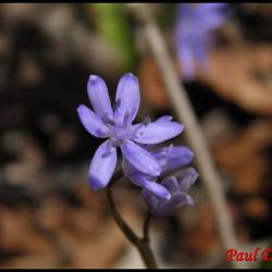 scille à 2 feuilles-scilla bifolia-hyacinthacée