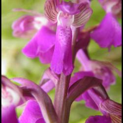 orchis bouffon-anacamptis morio-orchidacée