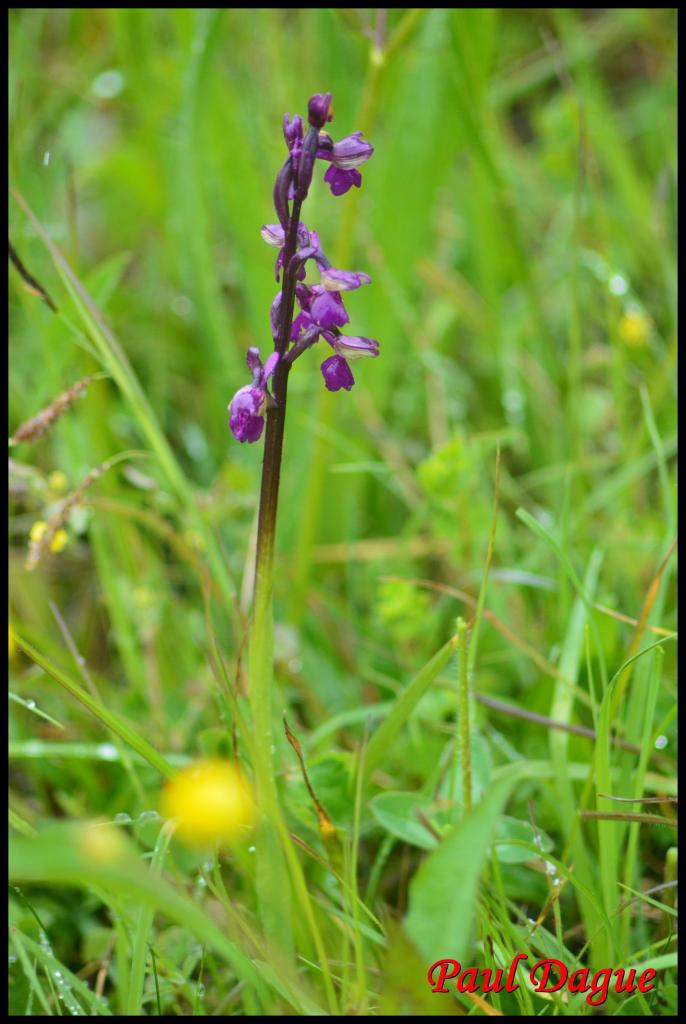 orchis à fleurs lâches-anacamptis laxiflora-orchidacée