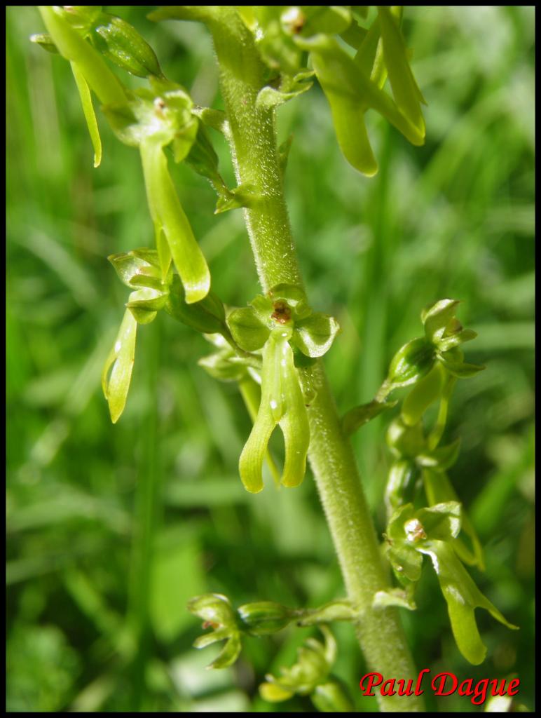 listère à feuilles ovales-listera ovata-orchidacée