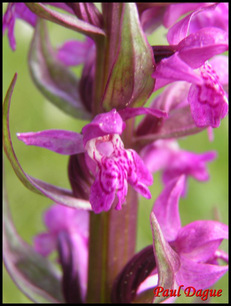 ophrys incarna-dactylorhyza incarnata-orchidacée