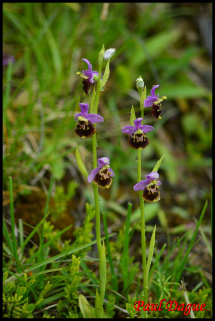 ophrys bourdon-ophrys fuciflora-orchidacée