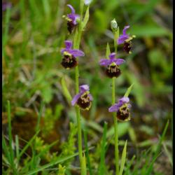 ophrys bourdon-ophrys fuciflora-orchidacée