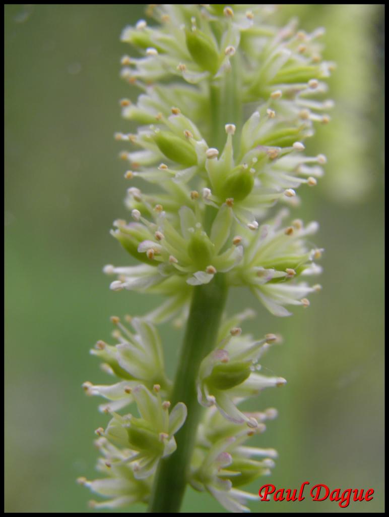 tofieldie à calicule-tofieldia calyculata-melanthiacée