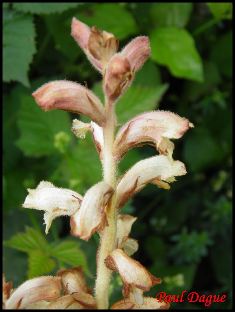 orobanche du gaillet-orobanche caryophyllacea-orobanchacée