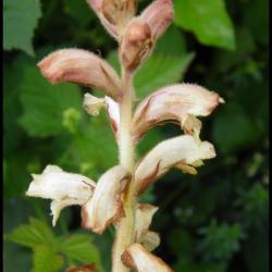 orobanche du gaillet-orobanche caryophyllacea-orobanchacée