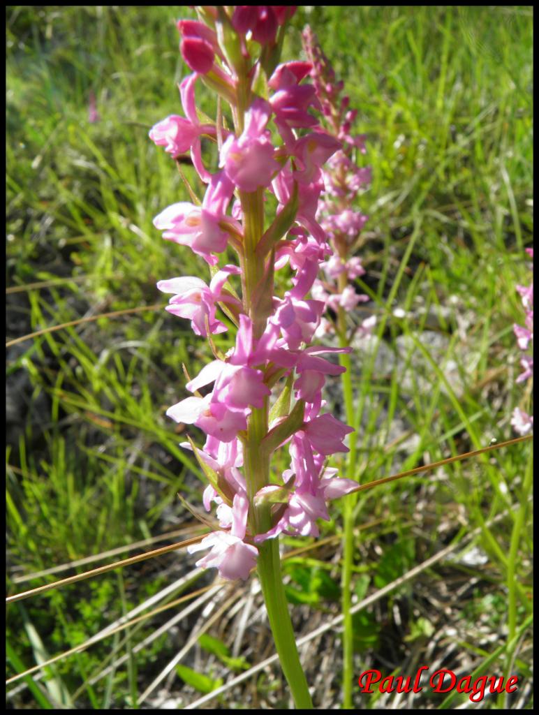 gymnadène odorante-gymnadenia odoratissima-orchidacée