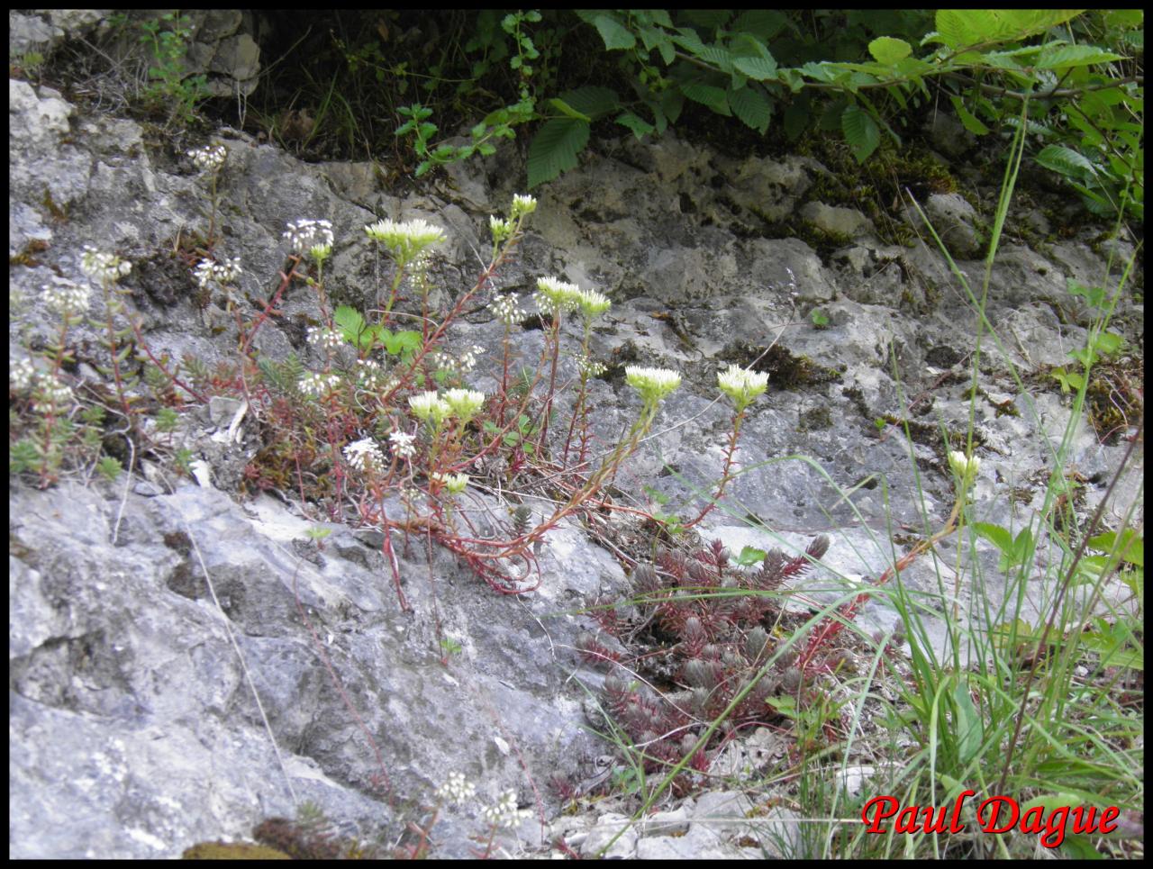 orpin des rocher-sedum rupestre -crassulacée
