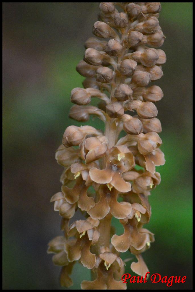 néottie nid d'oiseau-neottia nidus avis-orchidacée