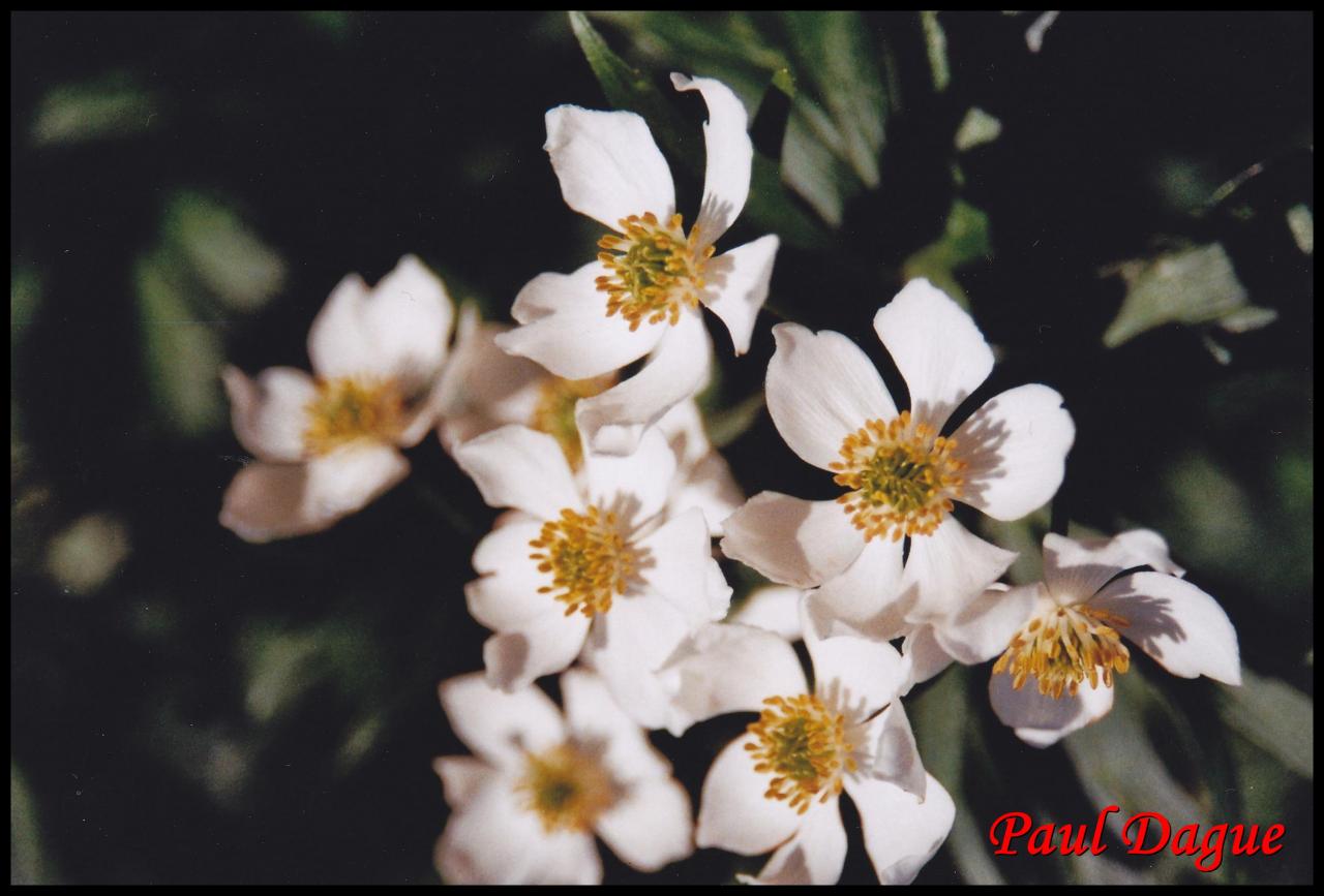 anémone à fleurs de narcisses-anemone narcissiflora-ranunculacée