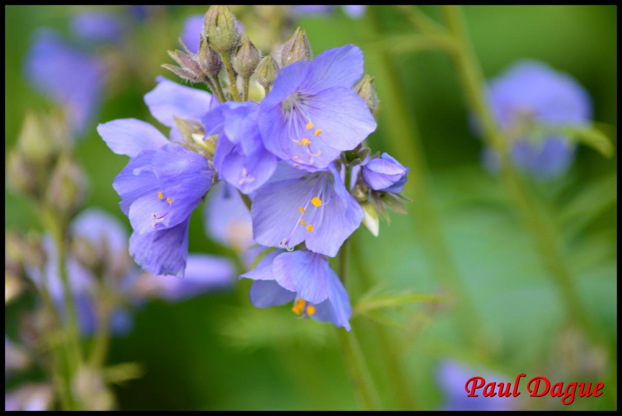 polemoine bleue-polemonium caeruleum-polemoniacée