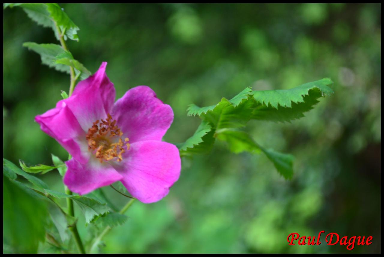 rosier des Alpes-rosa pendulina-rosacée