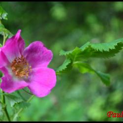 rosier des Alpes-rosa pendulina-rosacée
