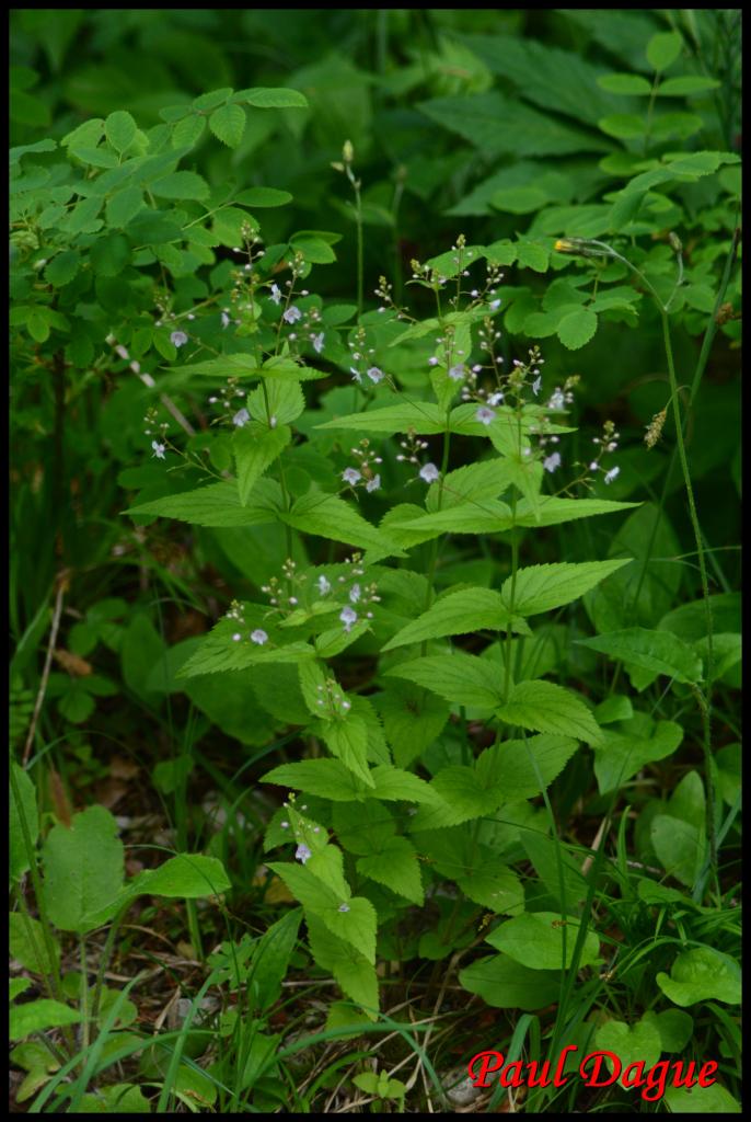 véronique à feuilles d'ortie-veronica urticifolia-scrophulariacée